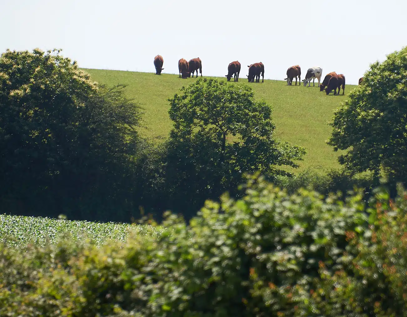 Image de fond page Préservation du bocage