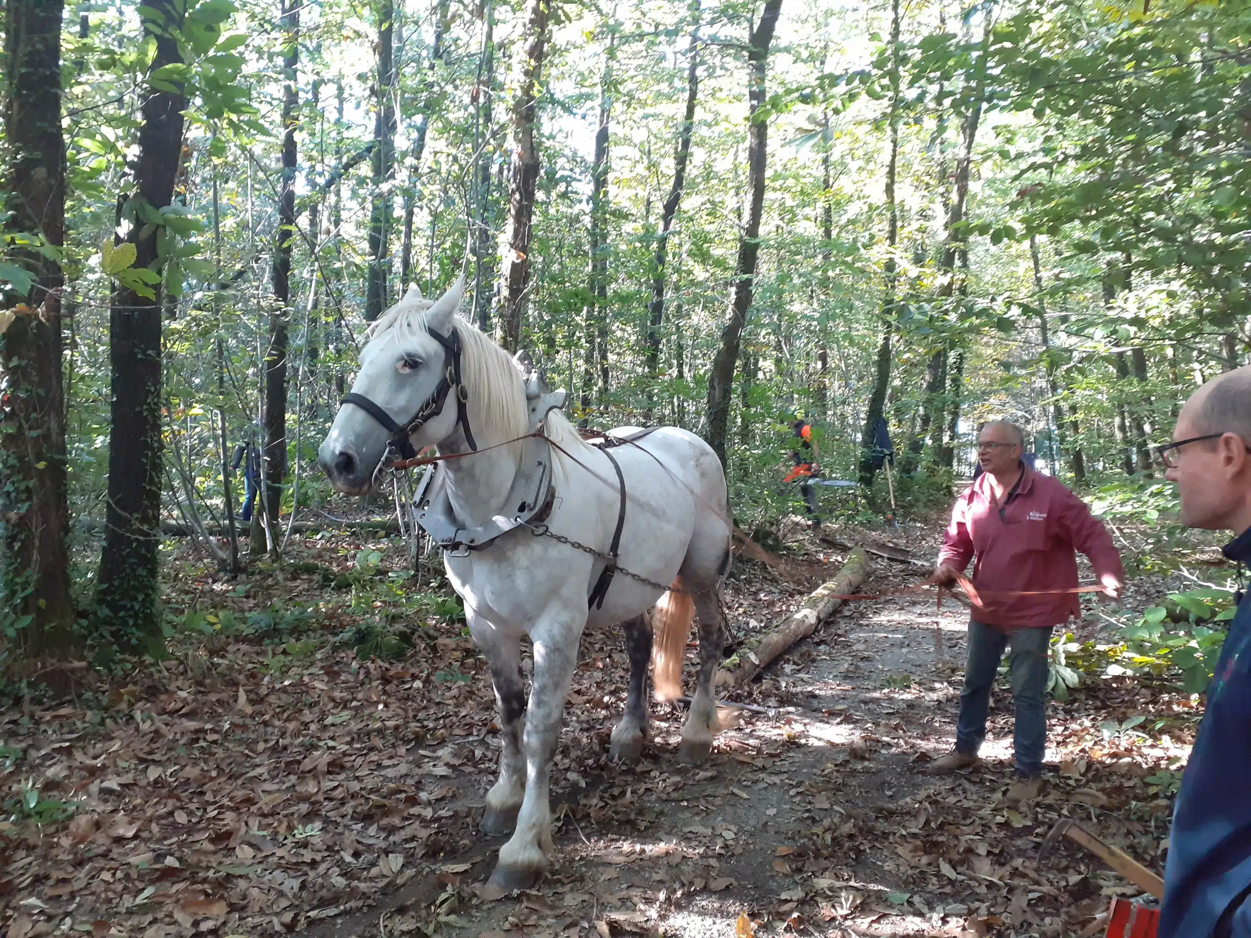 Photo Débardage à cheval dans la zone du Fief-Roland