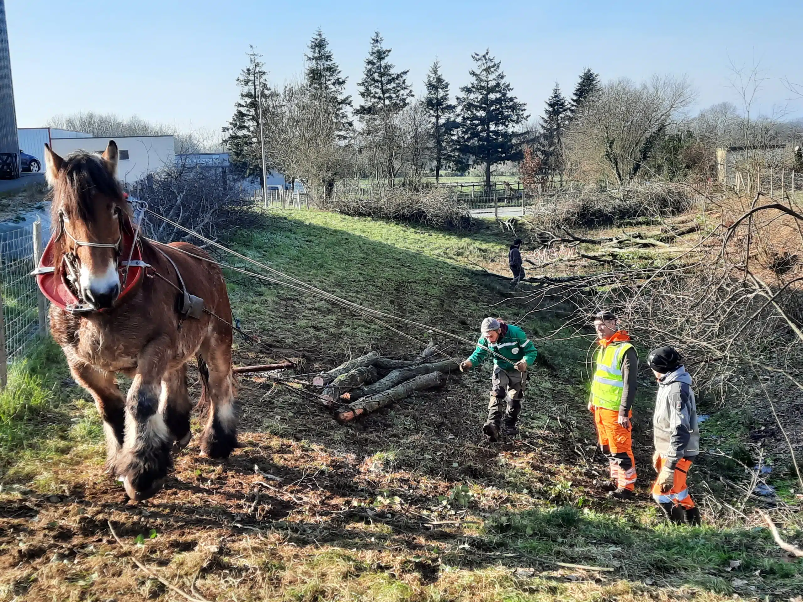 Photo Un cheval au Fief-Roland !