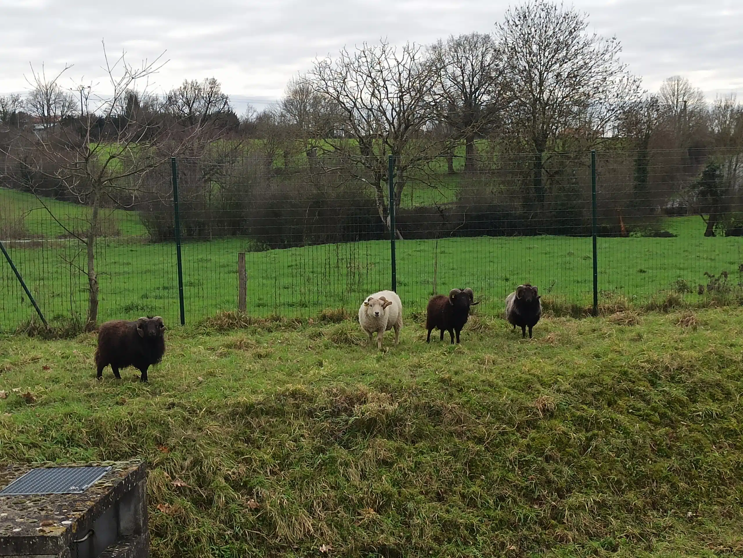 Photo Des moutons à la Comcom !