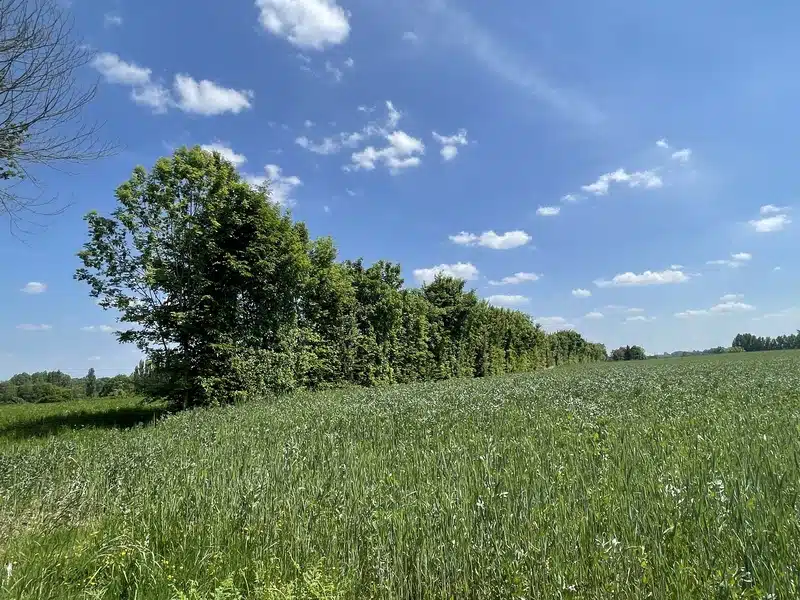 Image catégorie Environnement